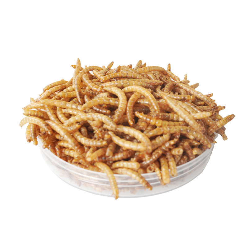 Food Snacks With Protein - Camilan Protein Tinggi Makanan Hamster Burung